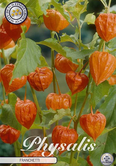 Physalis Franchetti 4 I .