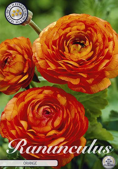 Ranunculus Orange x 10 6/7