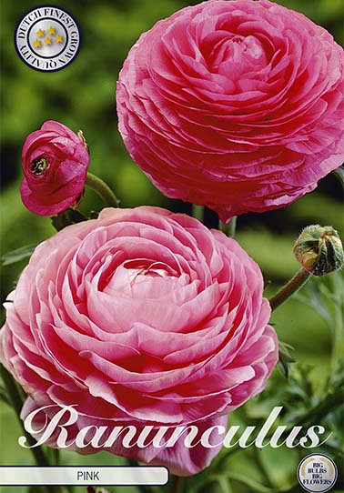 Ranunculus Rose x 10 6/7