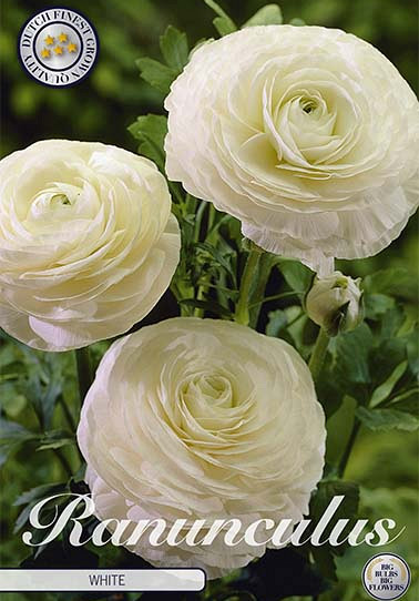 Ranunculus White x 10 6/7