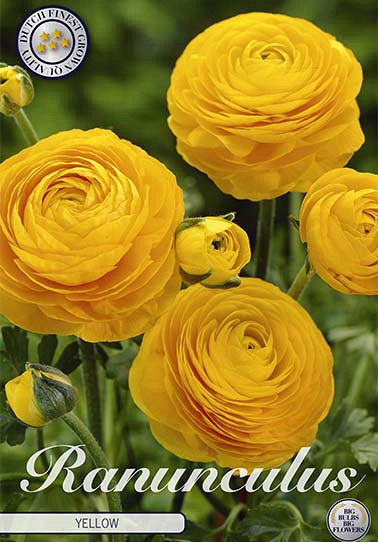 Ranunculus Yellow x 10 6/7