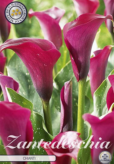 Zantedeschia Chianti x 1 14/16