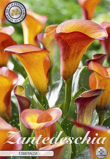 Zantedeschia Esmeralda x 1 14/16