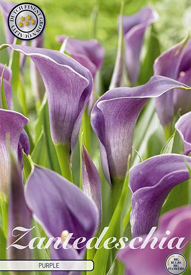 Zantedeschia Purple x 1 14/16