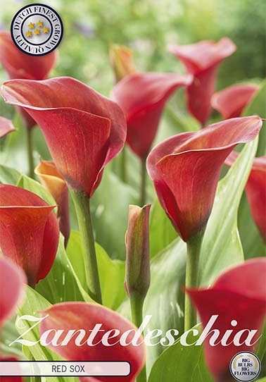 Zantedeschia Red Sox x 1 14/16