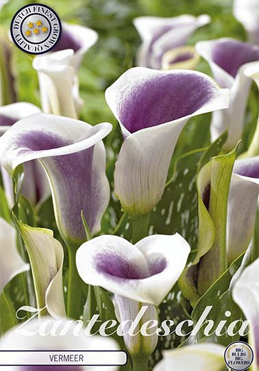 Zantedeschia Vermeer x 1 14/16