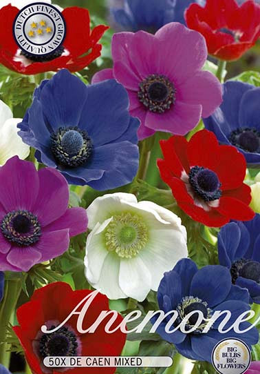 Anemone De Caen Mix x 50  5/6