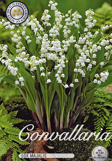 Convallaria x 10 I .