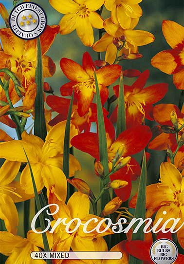 Crocosmia Mix x 40  6/7