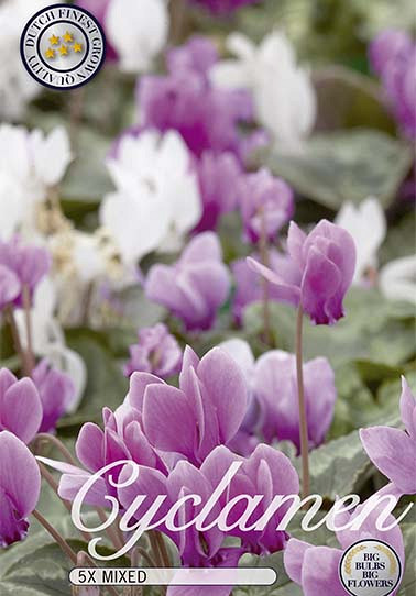 Cyclamen Hederifolium Mixed x 5  13/15