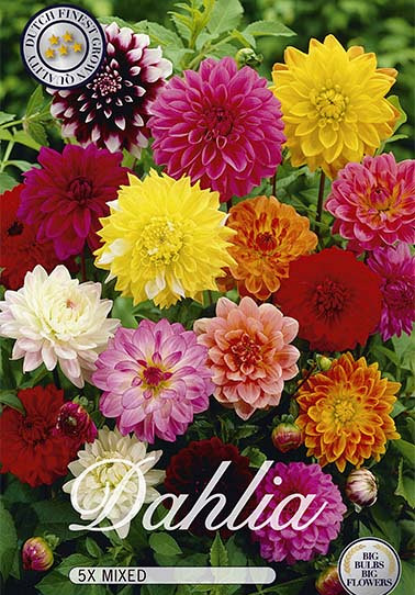 Dahlia Border Mix x 5 I .