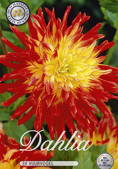 Dahlia Cactus Vuurvogel x 3 I .