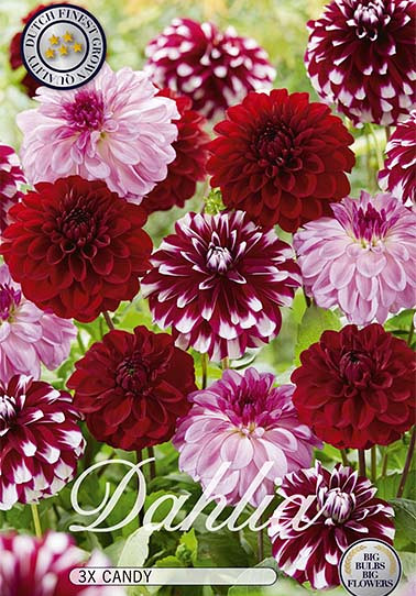 Dahlia Candy mix x 3 I .