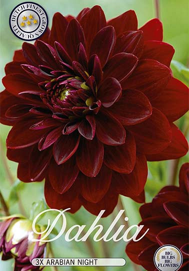 Dahlia Deco. Arabian Night x 3 I .