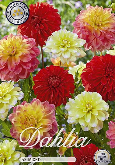 Dahlia Deco. Dahlia Decoratief Mix x 5 I .