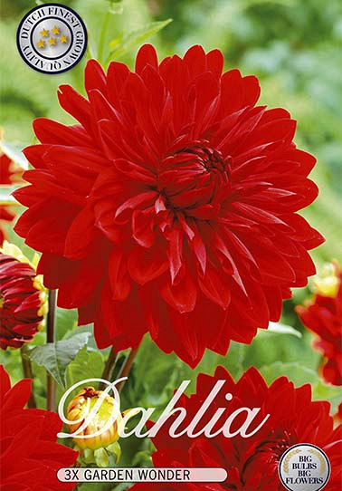 Dahlia Deco. Garden Wonder x 3 I .