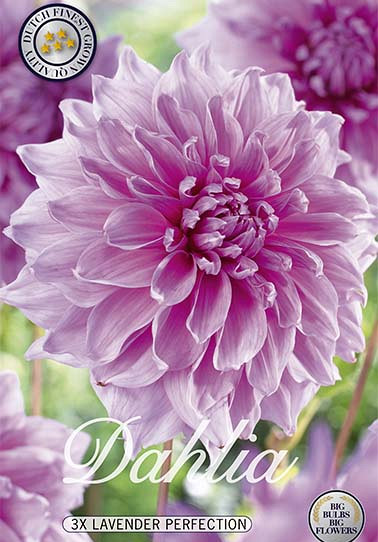 Dahlia Deco. Lavender Perfection x 3 I .