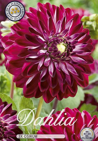 Dahlia Deco. Osirum x 3 I .