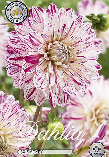 Dahlia Deco. Smokey x 3 I .