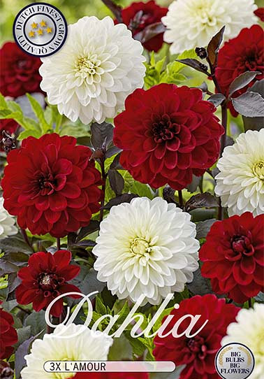 Dahlia L'amour x3 I .