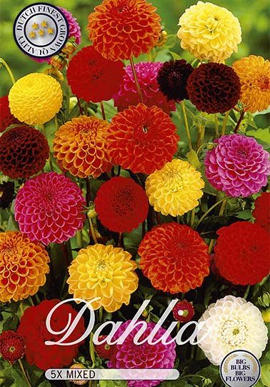 Dahlia Pompon Mix x 5 I .