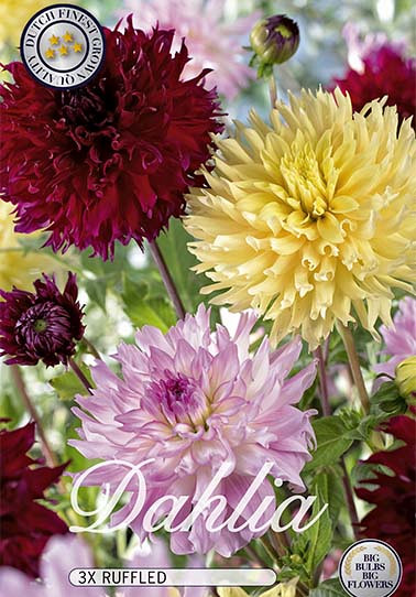 Dahlia Ruffled mix x 3 I .