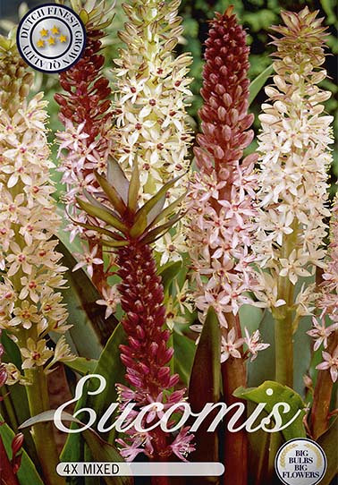 Eucomis Mix x 4  14/16