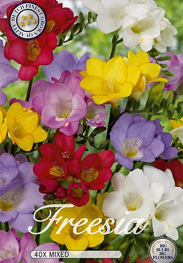 Freesia Enkel Mix x 40  5/6