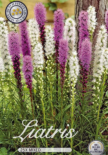 Liatris Mixed x25  10/12