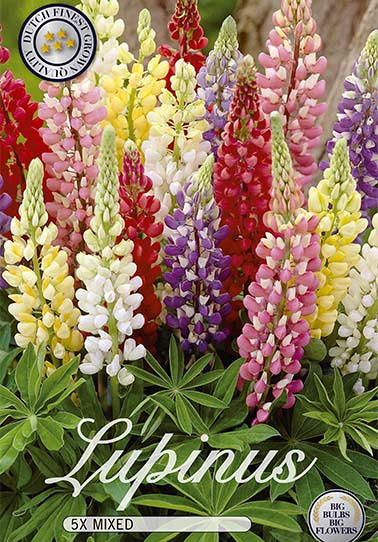 Lupinus Mixed x 5 I .