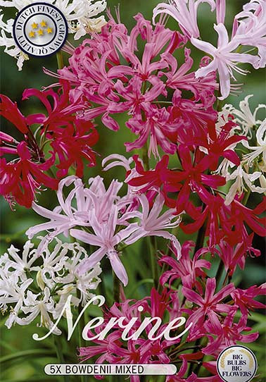 Nerine Bowdenii Mixed x5  12/14