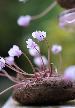 Hederifolium 25/30