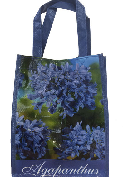 Agapanthus Blauw x1 I .