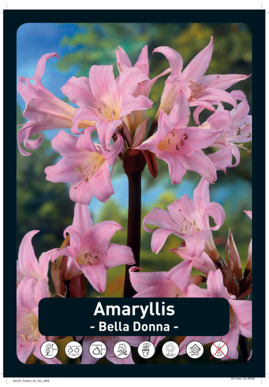 Amaryllis Belladonna x10 18/20