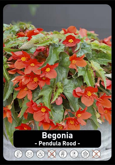 Begonia Pendula Rood x40 8/+