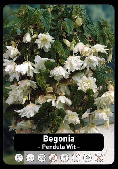 Begonia Pendula Wit x40 8/+