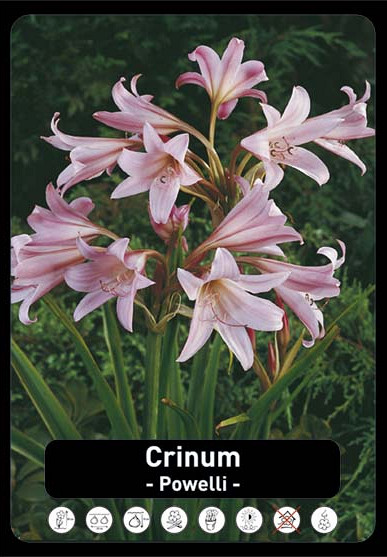 Crinum Powelli I x10 30/32