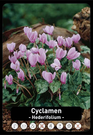 Cyclamen Hederifolium x25 30/+