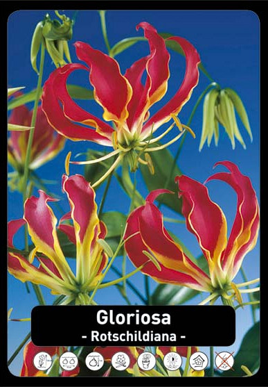 Gloriosa Rothschildiana x30 20/+