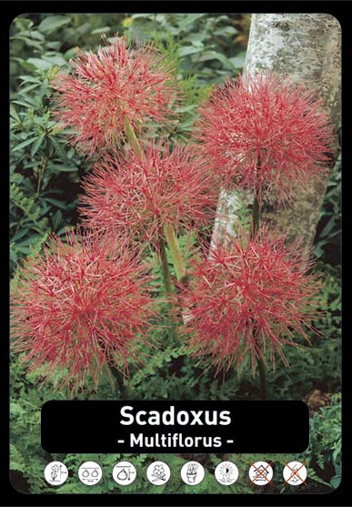 Heamathus (Scadoxus) x20 18/+