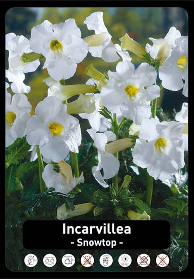 Incarvillea Snowtop x20 I .