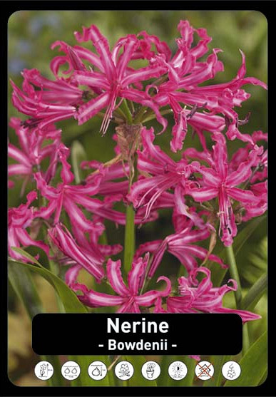 Nerine Bowdenii x50 16/+