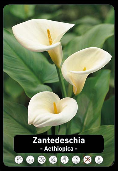 Zantedeschia Aetiopica x25 18/+
