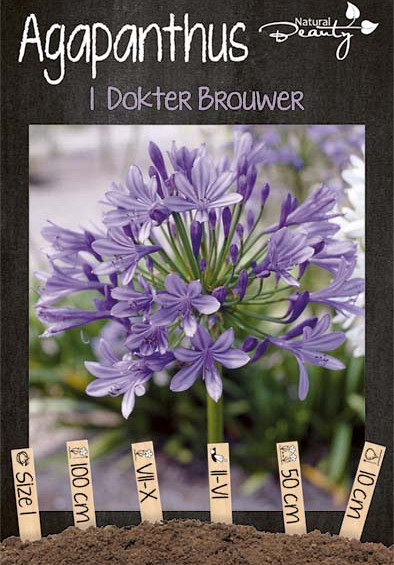 Agapanthus Dokter Brouwer x1 I