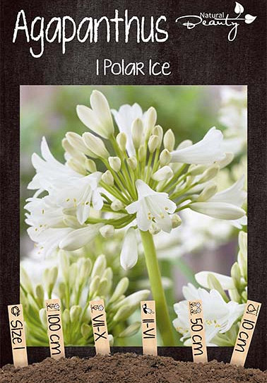 Agapanthus Polar Ice x1 I