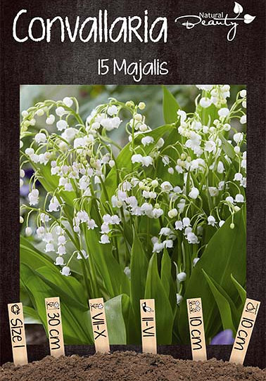 Convallaria Majalis x15 I