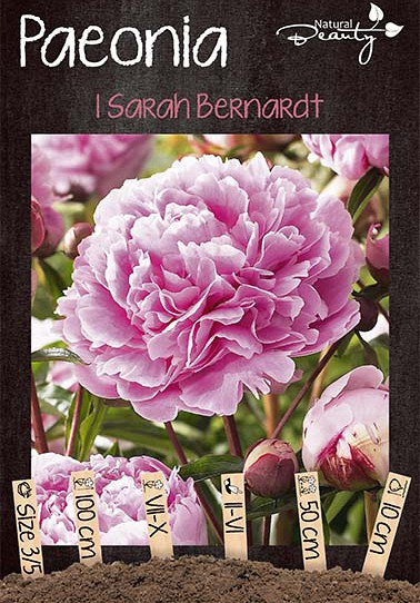 Paeonia Sarah Bernhardt x1 3/5 - eyes 