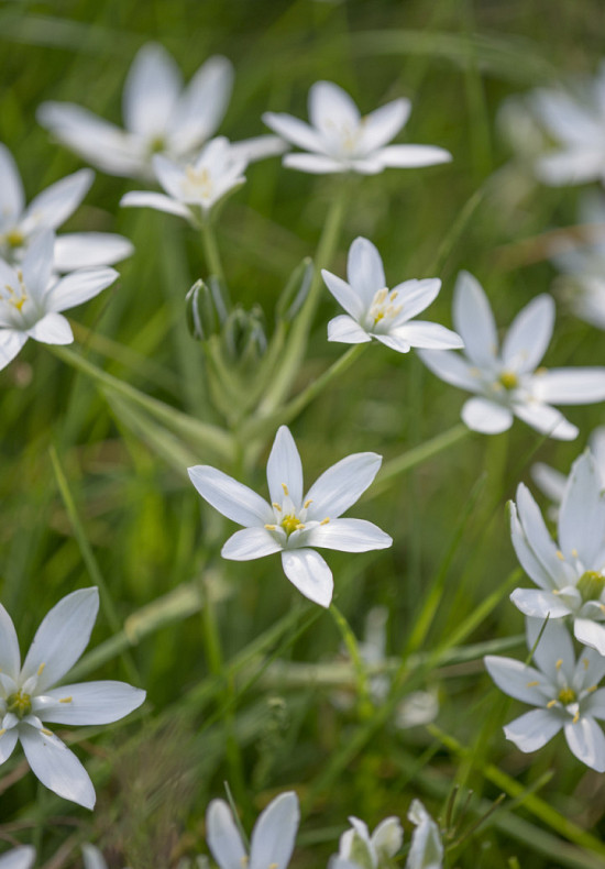 Umbellatum 6/+