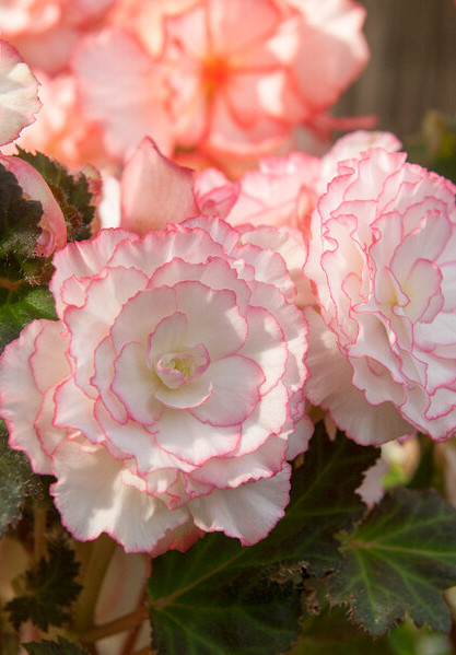 Picotee Rose 6/7