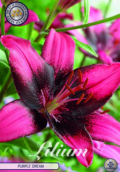 Lilium Purple Dream x 2 16/18